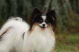 EPAGNEUL PAPILLON 034